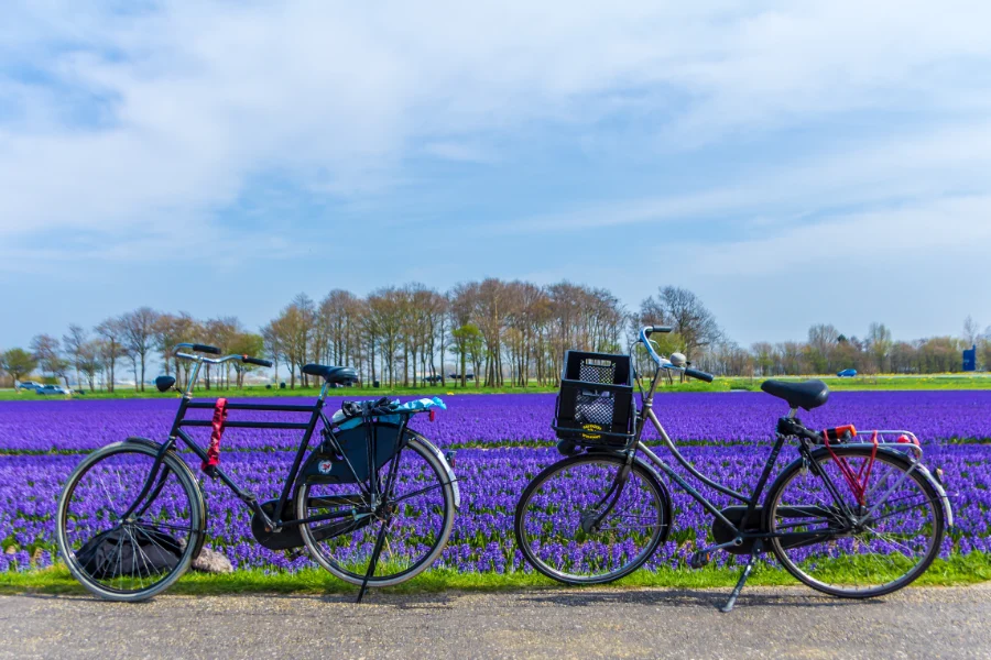 Fietsen langs de bollenvelden in Lisse